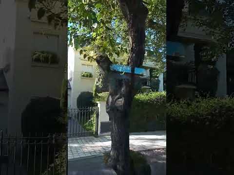 Ver 7745, Avenida Emilio Civit rumbo al Parque San Martin, Mendoza, Argentina 2024