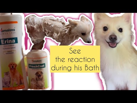 He is getting aggressive during his bath/ My Buddy Dodo🐶