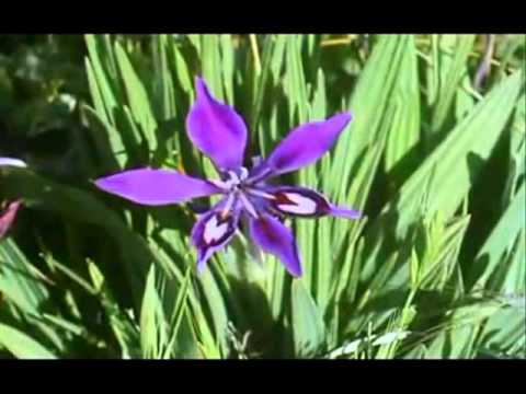 NICU WAGNER-ESTI NEMARGINIREA