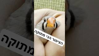לקראת העונה החדשה של ציפורי הנוי #ציפורים  #חיותמחמד