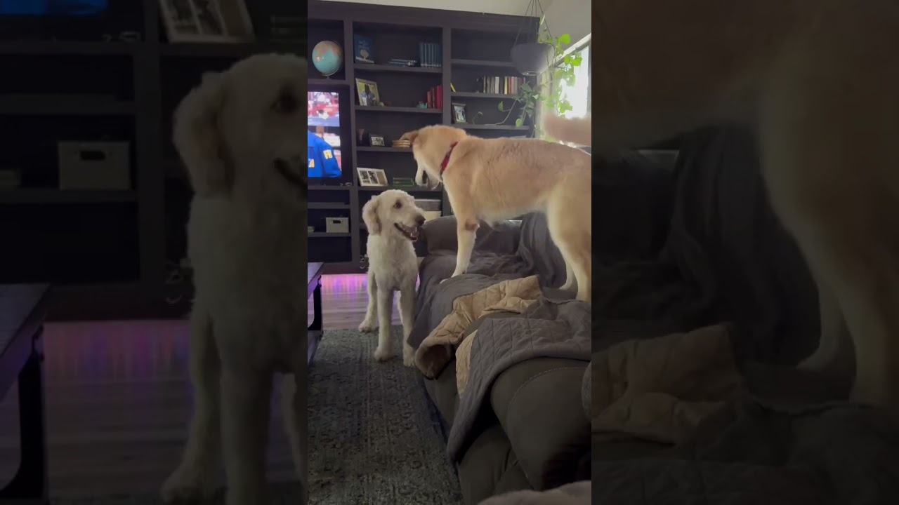 Lily, an adopted mixed breed in Temple, TX video 6/6