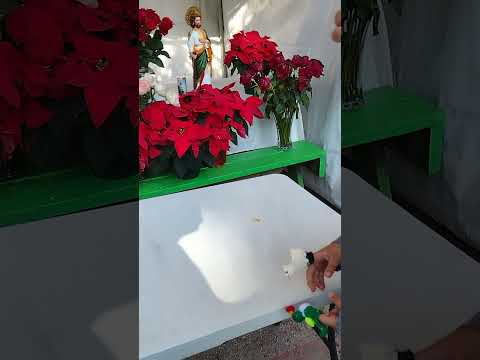 happy birthday to virgen de Guadalupe