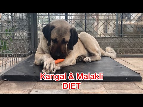 YouTube video about: How much do kangal dogs cost?