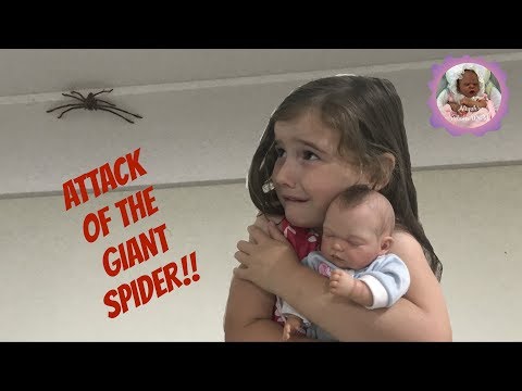 ATTACK OF THE GIANT SPIDER!!
