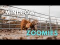 The Fastest Mini Cows You Ever Did See!