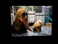 Sesame Street Scenes From 3196 Count The Snuffleupagus From 123 Count With Me
