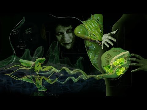 2141-IT Jessica, Micidiale spudorata intelligenza mantidea - #Ipnosi Regressiva Calogero Grifasi