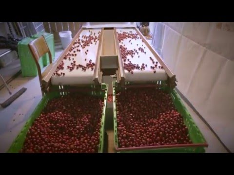Cranberry Harvesting - West Coast New Zealand