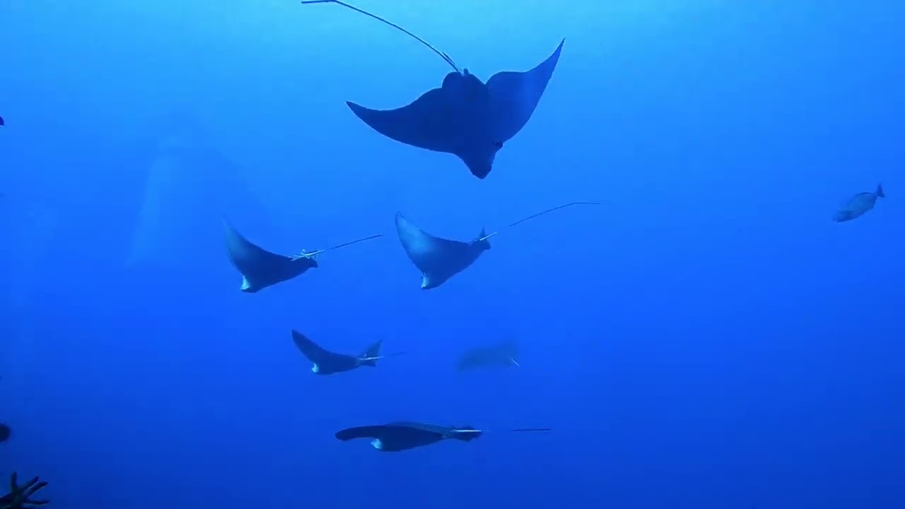 Calling in the Eagle Rays!