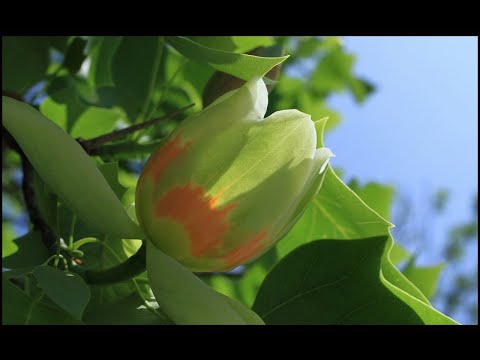 チューリップの木 植物