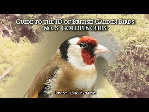 GOLDFINCHES – Guide to the ID of British Garden Birds N0.3