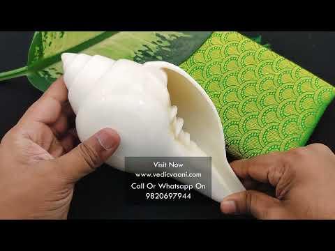 Abhishek Jal shankh for God Goddess Abhishekham - 9 inches video