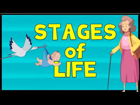 Stages of Life - Vocabulary | Minimal English