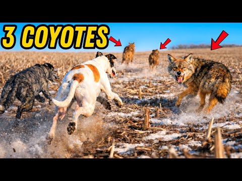 Greyhounds Take on a Pack of Coyotes!!!