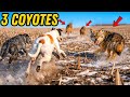 Greyhounds Take On A Pack Of Coyotes