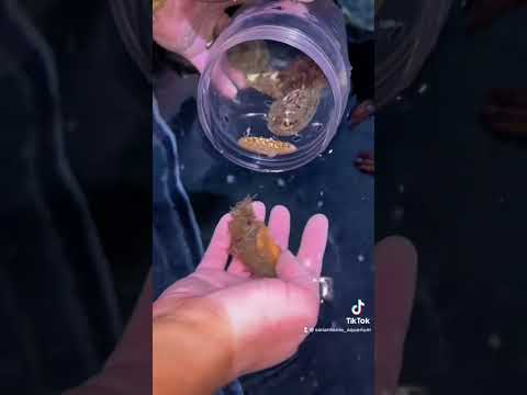 #Chiton are mollusks! #aquarium #marine