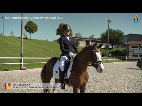 KN 28 Cascara  *2020 Stute v. Crown Cafe au Lait - Veivel R