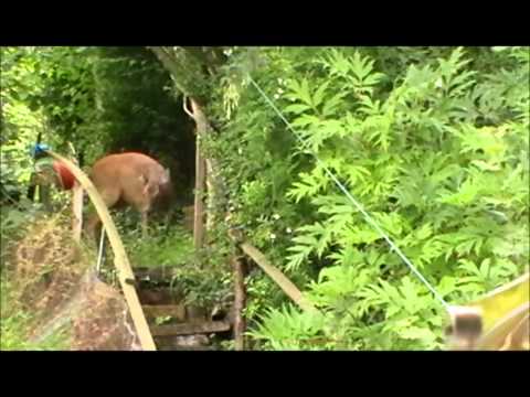 ROE DOE IN GARDEN PT 2