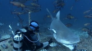 Feeding Bull Sharks | South Pacific | BBC Earth