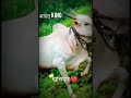 Chun Chun Chun Yei Paijnacha WhatsApp Status