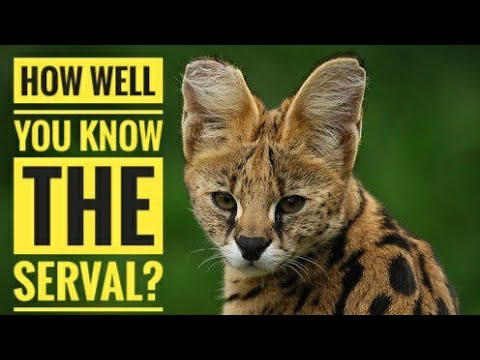 Serval || Description, Characteristics and Facts!