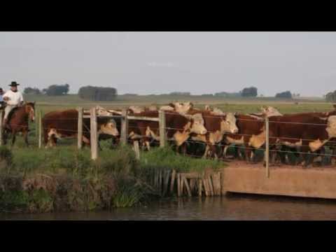 A Boa Vista do Peão de Tropa video