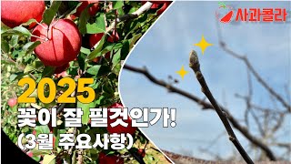 [사과재배] 꽃을 사수하라/결실우려/대책/3월 핵심 [사과콜라TV]