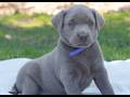 Labrador Retriever dogs for sale: Raelynn  - Video 1