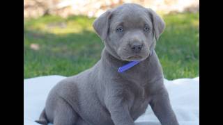 Video preview image #1 Labrador Retriever Puppy For Sale in NARVON, PA, USA