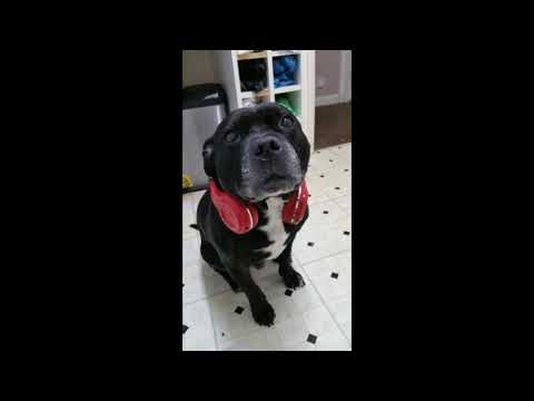 Rockcake BigBoy - Animal (soca 2019  beat prod by chabo productions)