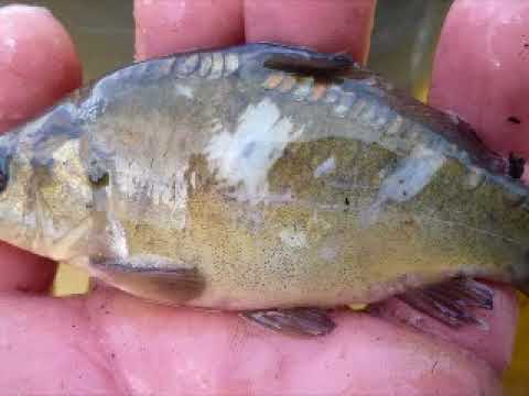 KORMORAN-ZERSTÖRUNG DER FISCHWELT! so gehts euren teichen auch