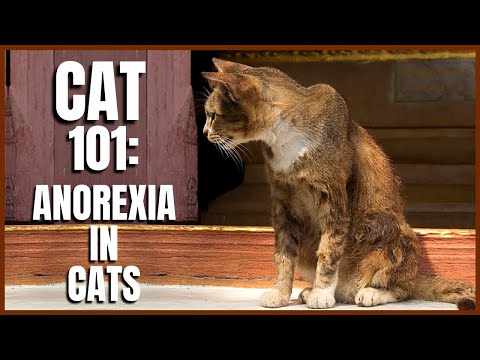 Cat 101: Anorexia in Cats
