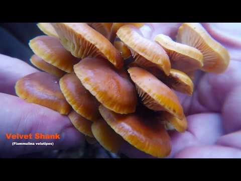 download lagu mp3 mp4 Enoki Mushrooms Nz, download lagu Enoki Mushrooms Nz gratis, unduh video klip Enoki Mushrooms Nz