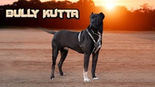 Bully Kutta - The Best Game Dogs