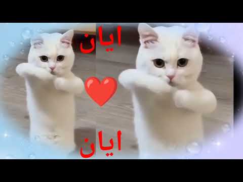 #ايان#أيان قلبى ياناس(#اغنية#باسم#ايان)#اغنيه#بأسم#ايان#ايان(#السعودية#الجزائر#المغرب)#القطة#أيان