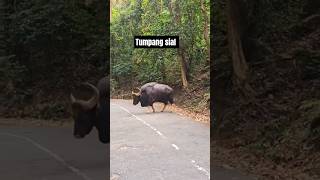 Download lagu tumpang sial la hmu lo tan mp3 Download lagu tumpang sial la hmu lo tan mp3