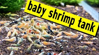Baby Shrimp Tank. Why I separated shrimplets from adult shrimp. My tank setup