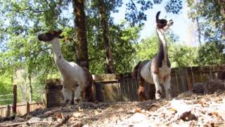 Compassionate Animal Care: Llama Shearing