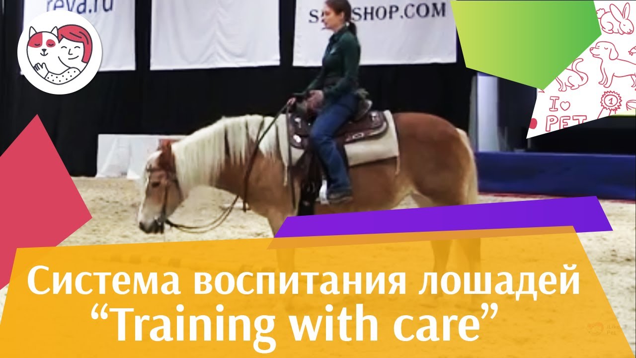 Шоу презентация системы воспитания Training with care Ч 1 Дарья Бойцова ЭКВИРОС 2016 iLikePet