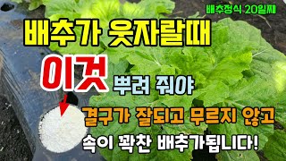 잦은비에 배추가 웃자랄때 이렇게 해줘야 무르지 않고 결구가 잘된 배추 수확합니다 배추정식20일째  #배추농사