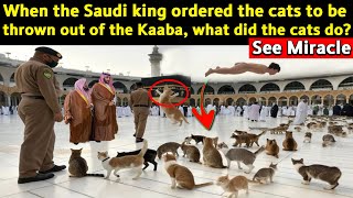 When the Saudi King Ordered Cats Out of the Kaaba – What Happened Next Will Shock You!