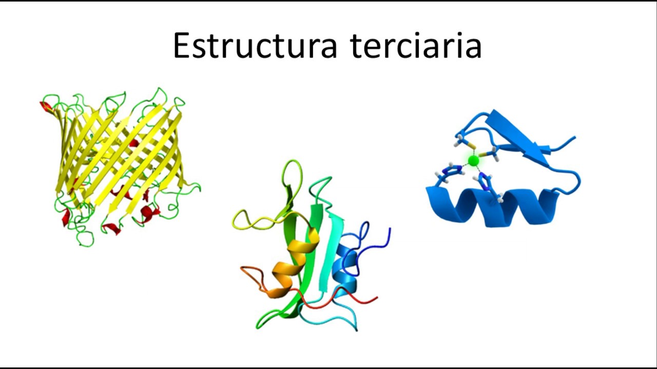 Biochemistry | Protein structure: primary, secondary, tertiary and quaternary (Spanish)