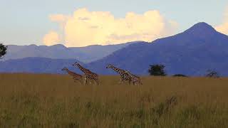 preview picture of video 'Giraffes crossing Kidepo Valley'