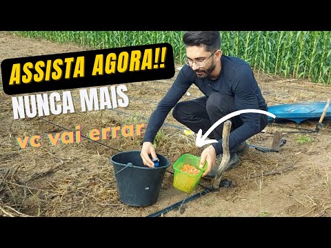 como plantar milho ( passo a passo)