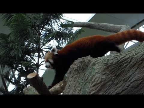 River Safari Singapore - Red Panda (Giant Panda Forest)