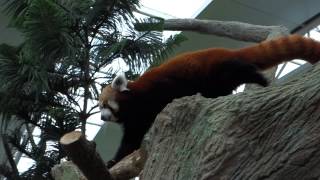 River Safari Singapore - Red Panda (Giant Panda Forest)