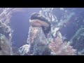 Sade - Mermaid