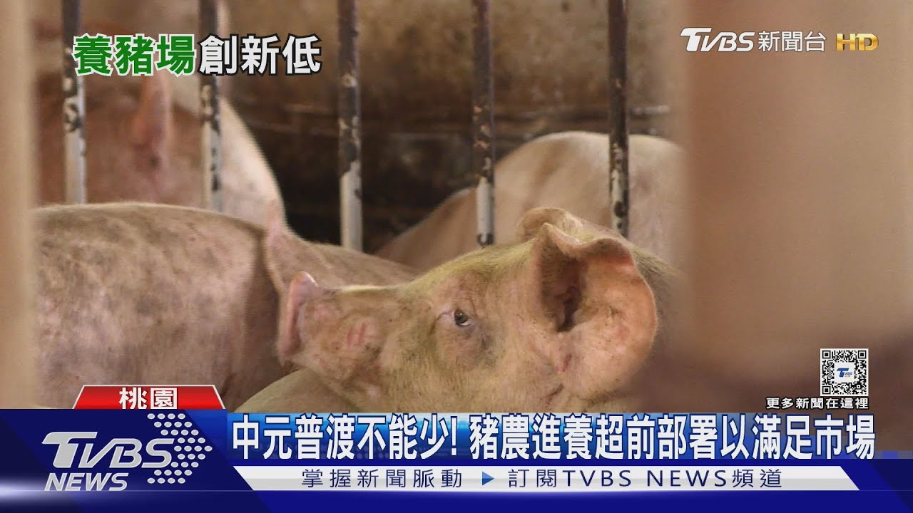 養豬場、毛豬頭數續下修 幼豬難長大 中元前豬肉肉價一公斤近百!