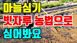 마늘심는시기 빗자루농법으로 편하게 일해요