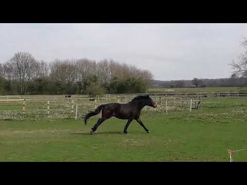 Yorkshire Lad TV - Red Arras spook Yorkshire Lad and 'oss
